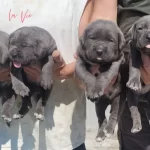 Koca Kafa Cane Corso Bebeklerimiz