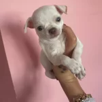 Teacup Elma Kafa Sivava Bebekler