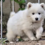 A Kalite Samoyed Yavrular