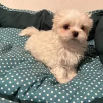 Maltese Mini Puppy Yavrularımız