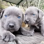 Italyan Mastiff Canecorso Yavrularımız