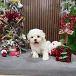 Yilbassı Bebisi Kar Topu Kore Bebisleri