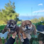 Pofidik Cin Aslanı Bebeklerim