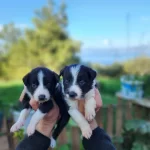 A Kalite Border Collie Yavrular
