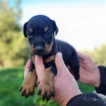 Son 1 Adet A Kalite Doberman Bebegim