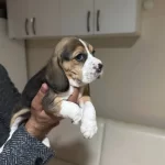Mukemmel Beagle Yavrularımiz