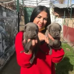 Cane Corso Yavrularımiz