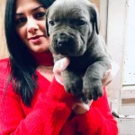 Italyan Mastif Corso Yavrularımiz