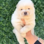 Harika Guzellikte Chow Chow Yavrular