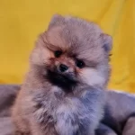 Disi Teacup Secereli Tedybear Pomeranian