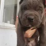 Dev Anatomi Corsolarim