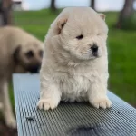 Chow Chow Yavrularımız Ruhsatlı Ciftlikten