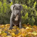 Irkının En Guzeli Dev Cane Corso Yavrumuz