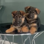 En Iyisini Arayanlar Icin