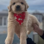 Bebek Yuz Show Kalite Golden Bebekler