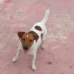 Fırlama Jack Russel Show Kalite