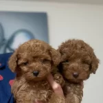 Muthis Guzellikte Poodle Bebekler