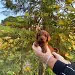 Kore Red Browne Toy Poodle Yavrularımız