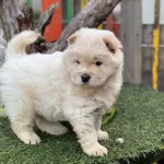 Chow Chow Ciftliginden Yavrular
