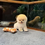 Tcup Pomeranian Boo Yavrularımız
