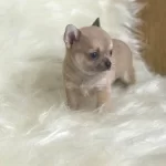 Orjinal Safkan Elma Kafa Cep Boy Şivava