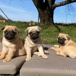 Safkan Pug Kardeslerimiz