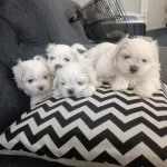 Teacup Maltese Terrier Ev Ortami Dogumlu