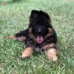 Alman Kurdu Yavrusu Safkan