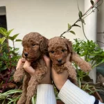 Yuksek Kaliteli Toy Poodle Yavrular