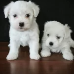Mini Boy Maltese Bebeklerimiz