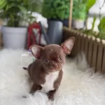 Elma Kafa Kut Burun Chihuahua Yavrumuz Choco