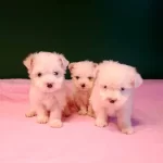 Uretim Ciftliginden Kar Topu Gibi Maltese Yavrular