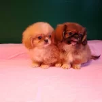 Uretim Ciftliginden Irk Ve Saglık Garantili