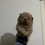 Yuksek Kaliteli Ayı Surat Cin Aslanı