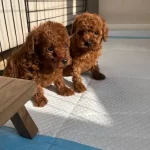 Irk Ve Saglık Garantili Teacup Bebekler