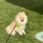 Tuvalet Egitimli 6 Aylik Erkek