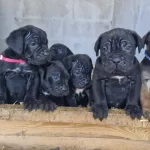 Corsoturk Ten Disi Dev Cane Corso Yavrular