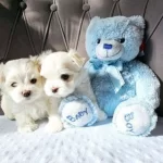 Hakika Kan Kore Kilo Garantili Maltese Bebekler