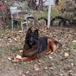 Aslan Yeleli Uzun Tuylu Maskeli Dusuk Belli Secereli