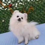 En Guzel Yilbasi Hediyesi Beyaz Melek