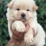 Pofuduk Efsane Cin Aslanı Yavrularımız