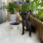 Eğitimli ve Sağlıklı Chihuahua