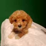 Uretim Ciftliginden Irk Ve Saglık Garantili Maltipoo Yavrula