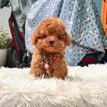 Maya Kizimizin Mukemmel Yavrusu Toy Poodle