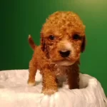 Uretim Ciftliginden Toy Poodele Yavrular