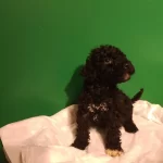 Mini Siyah Toy Poodle Yavrularımız