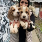 Safkan Elizabet Beagle Yavrularım