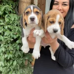 Mukemmel Elizabet Beagle Yavrularım