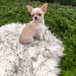 Xx Small Tecaup Elma Kafa Kut Burun Mukemmel Erkek Yavru