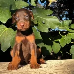 Kızıl Siyah King Doberman Yavrularım